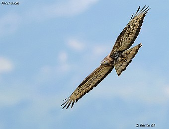Animali 365